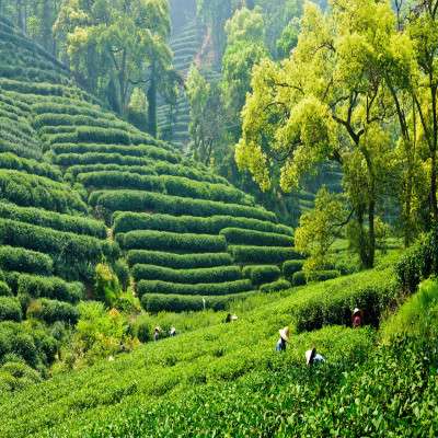 Assam Tea Festival Sightseeing